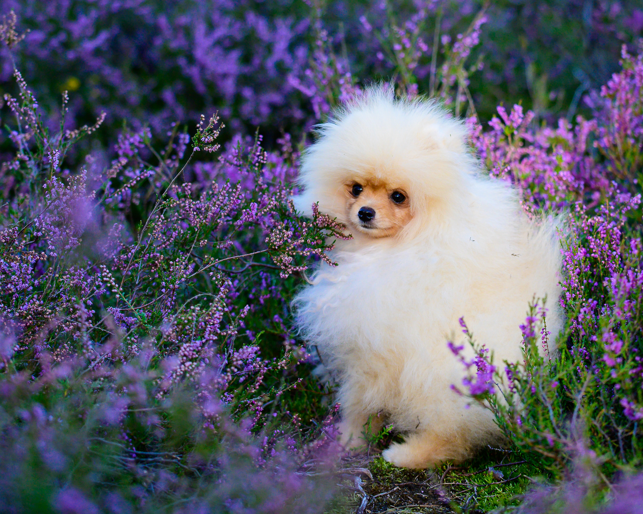Pomeranian in der Heideblüte