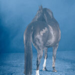 Studiobild Pferd im blauen Nebel