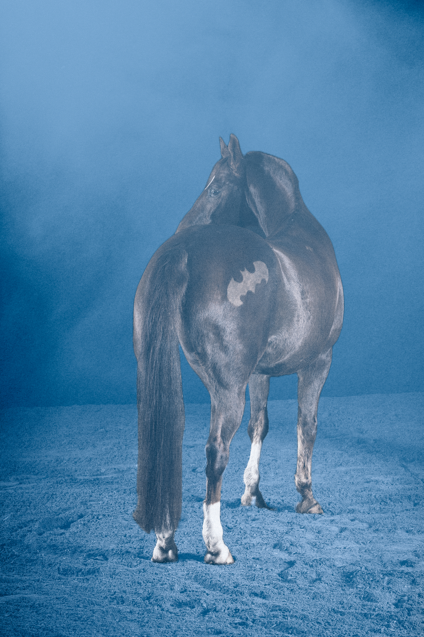 Studiobild Pferd im blauen Nebel