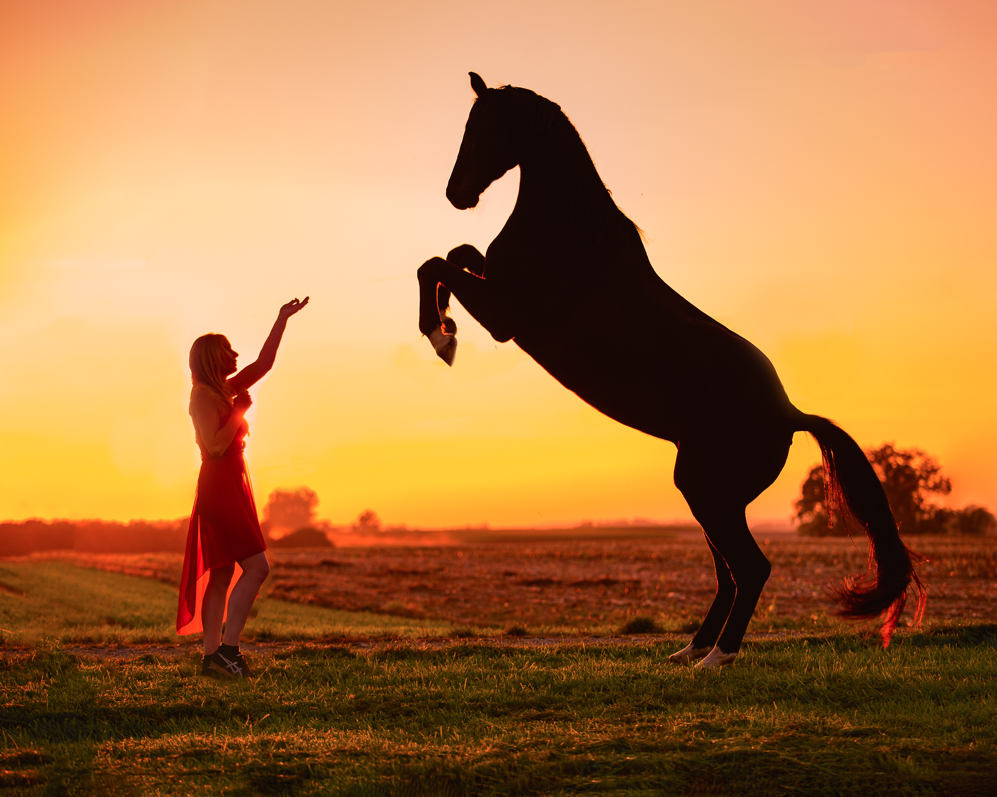 Steigendes Pferd im Sonnenuntergang